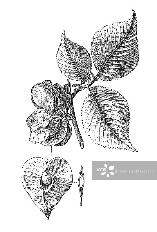 榆树和欧洲白榆的古老雕刻插图图片素材