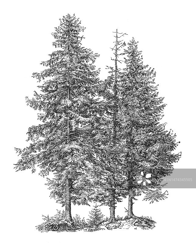 老式版画：挪威云杉或欧洲云杉球果图片素材