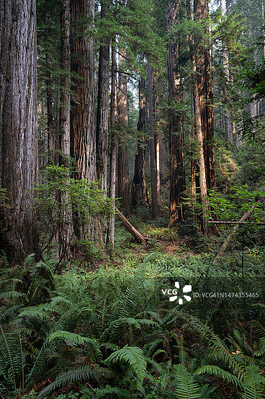 凝视森林深处图片素材