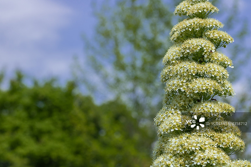 花园中绣线菊花枝特写。比尔得氏绣线菊白色蓬松植物盛开。图片素材