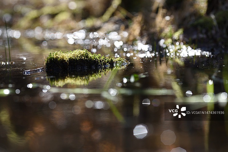 水中的木头上的苔藓图片素材