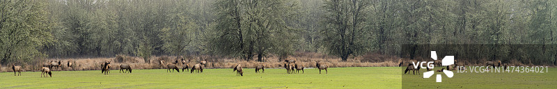 草地上的麋鹿群图片素材