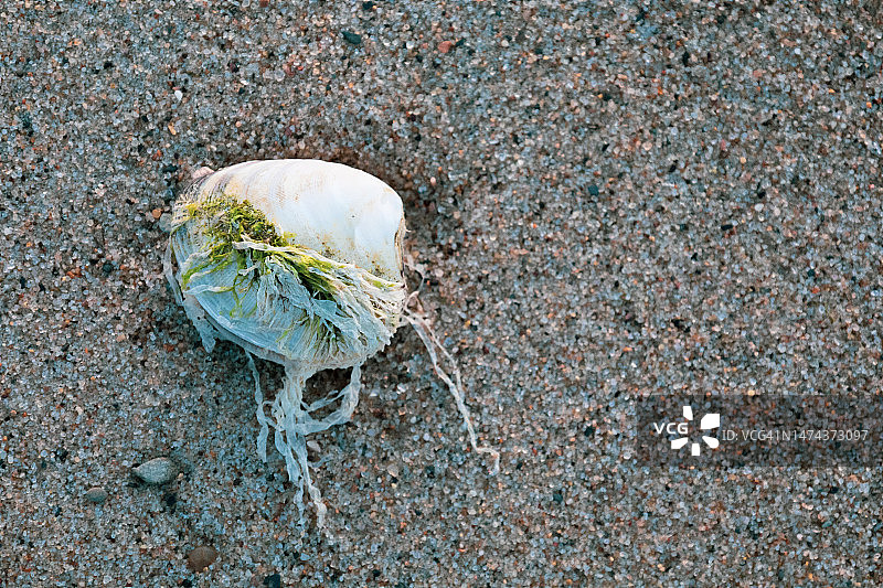 冲上海滩的贝壳与海藻图片素材