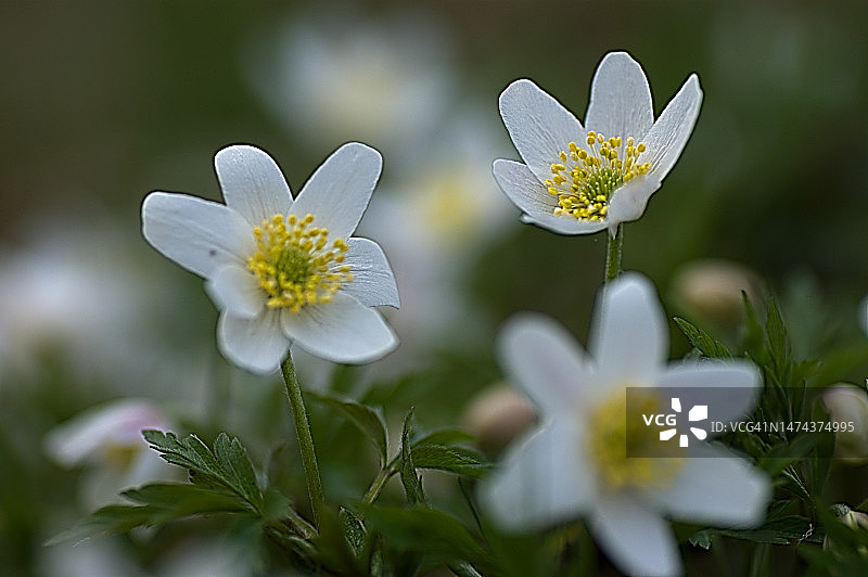 银莲花图片素材
