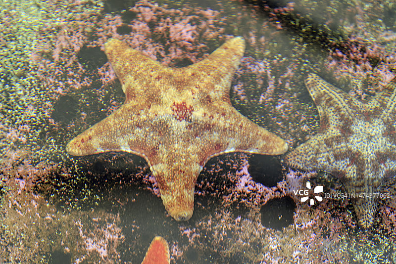 珊瑚礁上的海星特写图片素材