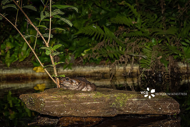 夜晚池塘里的海蟾蜍图片素材
