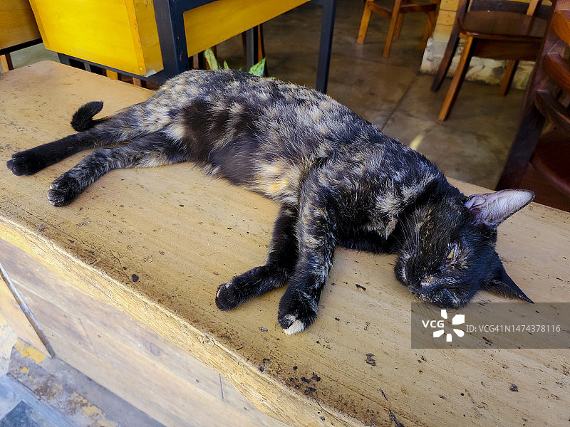 玳瑁猫在户外睡觉图片素材