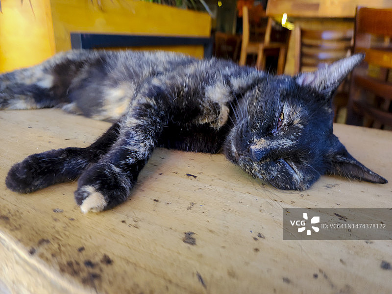 玳瑁猫在户外睡觉图片素材