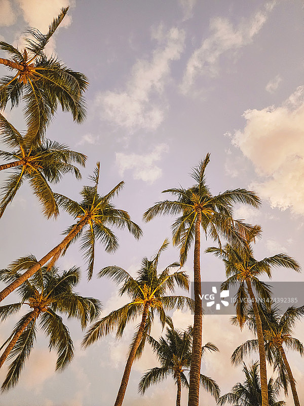 日落时分天空下的棕榈树图片素材