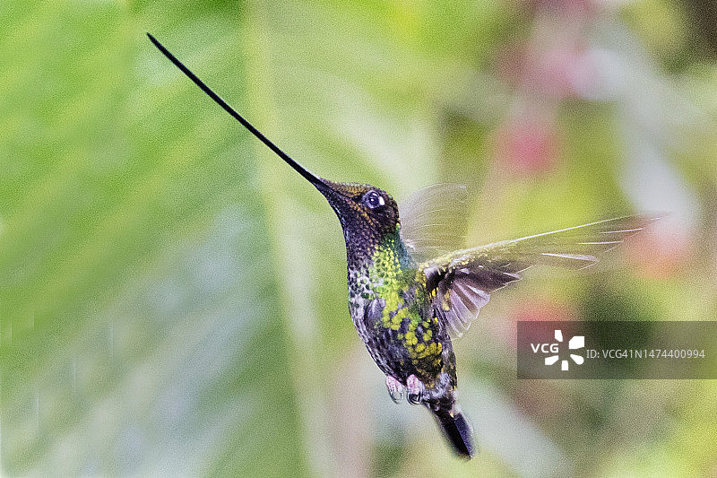 雄性剑嘴蜂鸟飞行图片素材