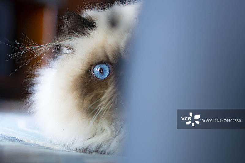 猫咪躲避主人图片素材