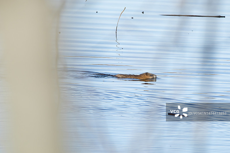 游泳的麝鼠图片素材