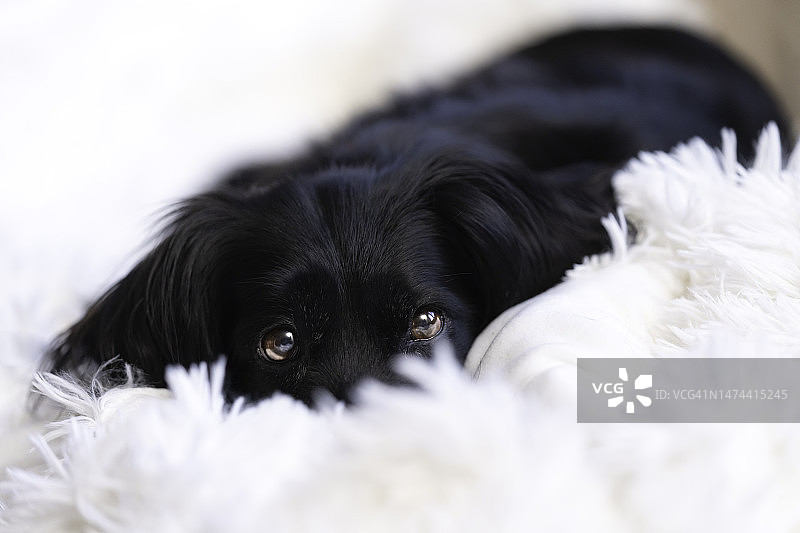 黑色长毛腊肠犬躺在白色毯子上图片素材