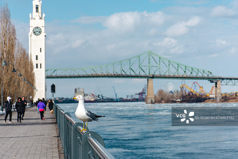 蒙特利尔圣劳伦斯河上的海鸥图片素材