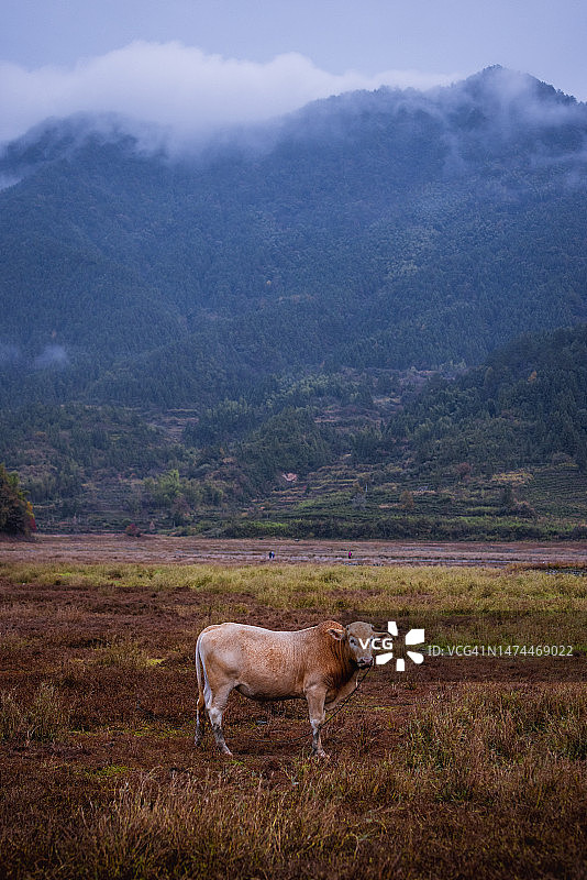 雾天山林图片素材