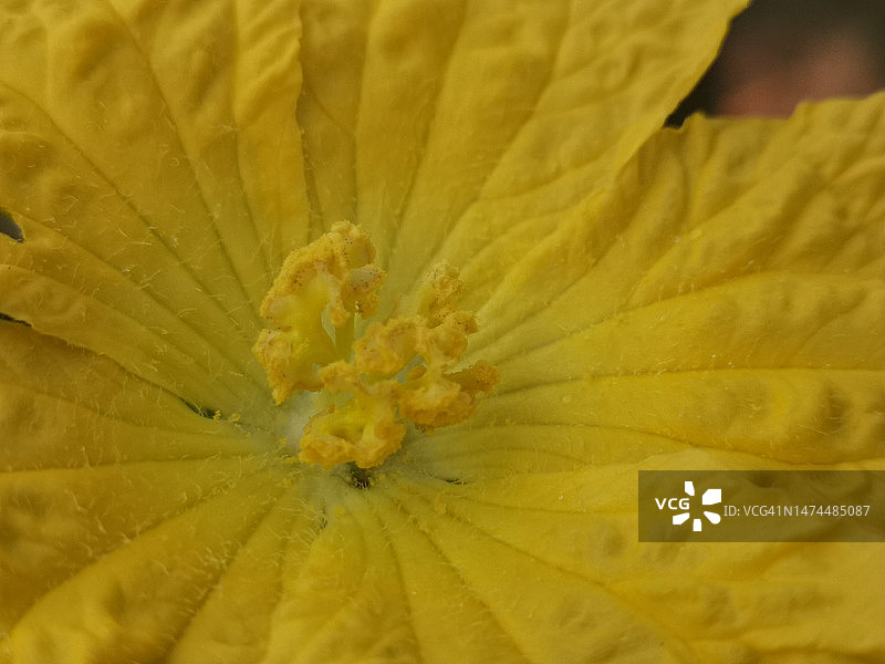 黄色丝瓜花，葫芦科绿色蔬菜，在花园棕色织物上的自然背景图片素材