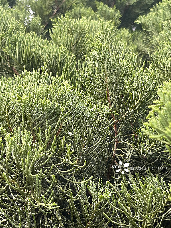 新绿叶图片素材