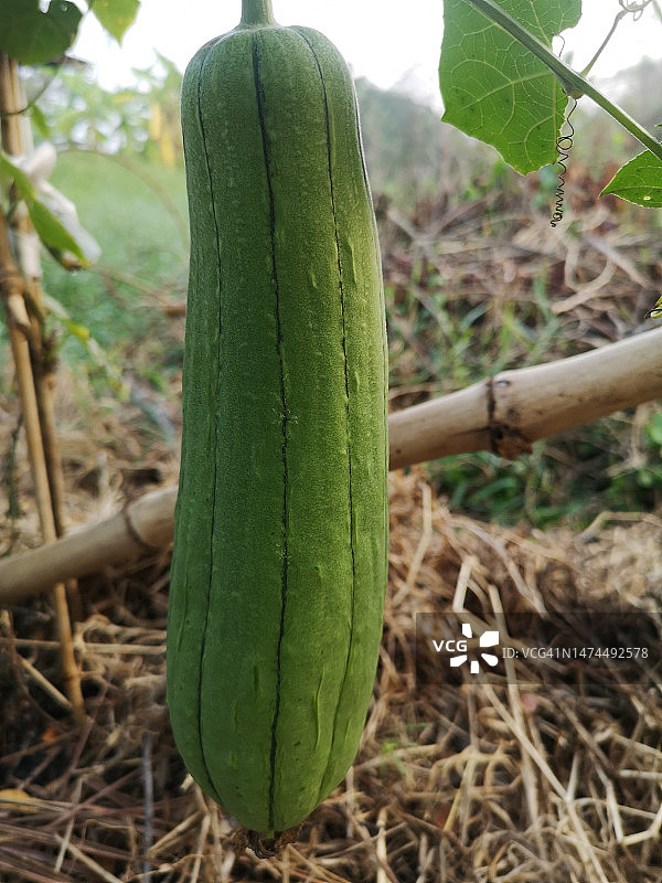 黄色丝瓜花，葫芦科绿色蔬菜，在花园棕色织物上的自然背景图片素材