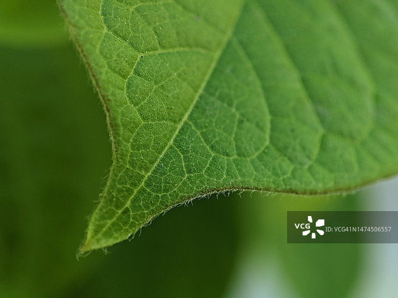 绿色叶子宏观细节图片素材