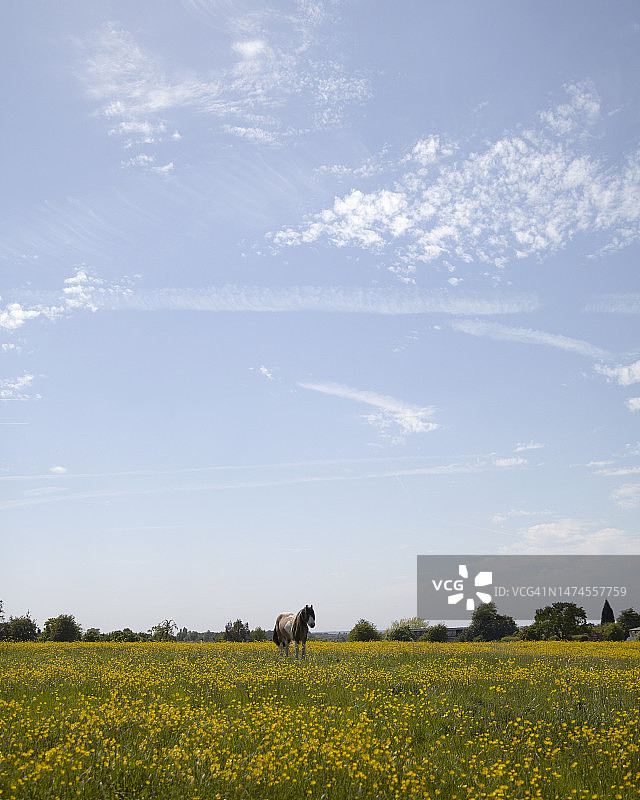 春季细节图片素材