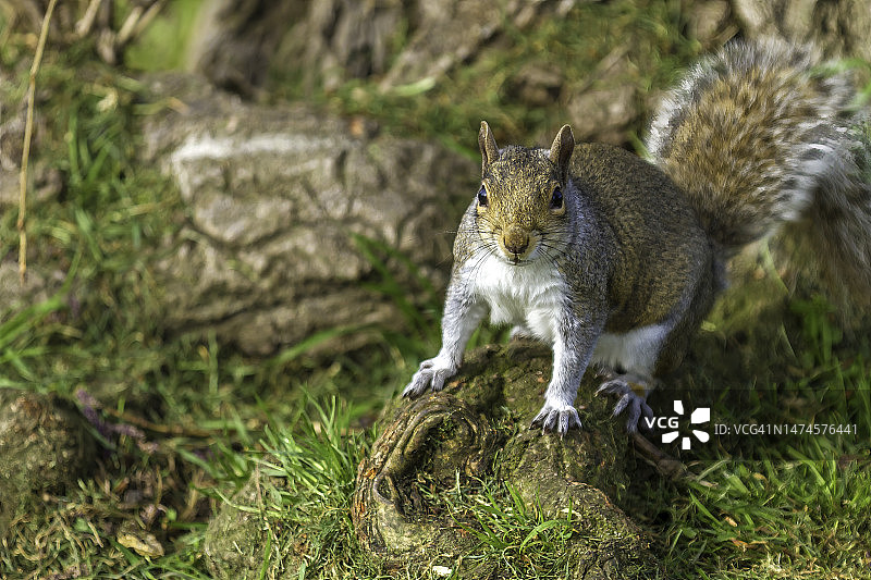 灰色的松鼠图片素材