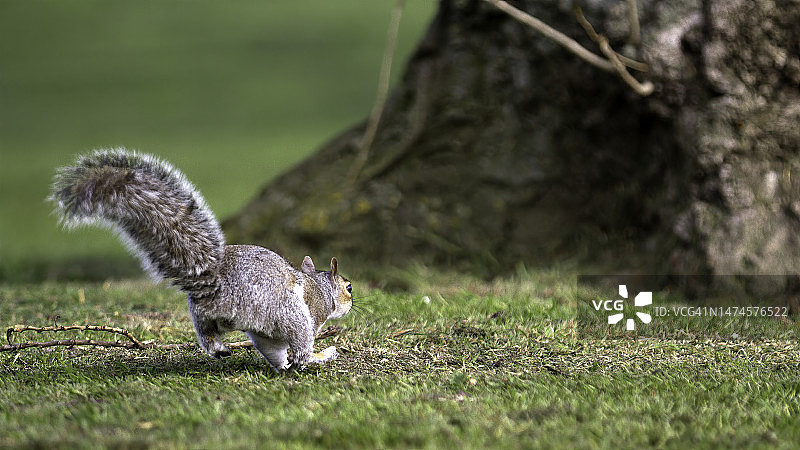 灰色的松鼠图片素材