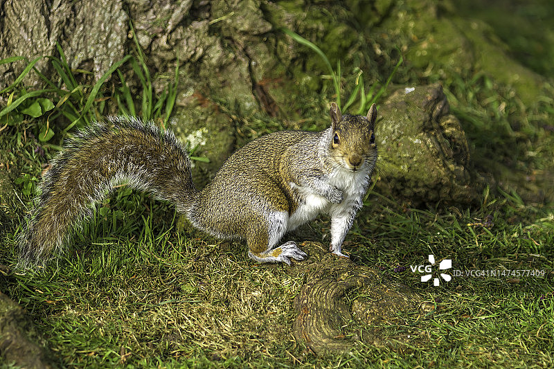 灰色的松鼠图片素材