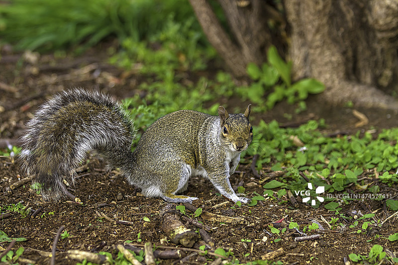 灰色的松鼠图片素材