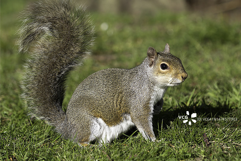灰色的松鼠图片素材