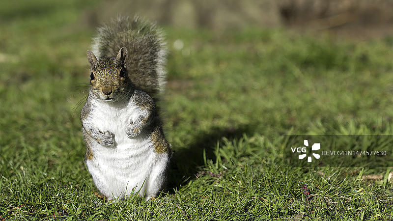 灰色的松鼠图片素材