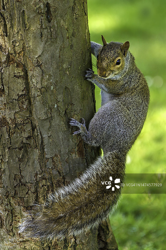 灰色的松鼠图片素材