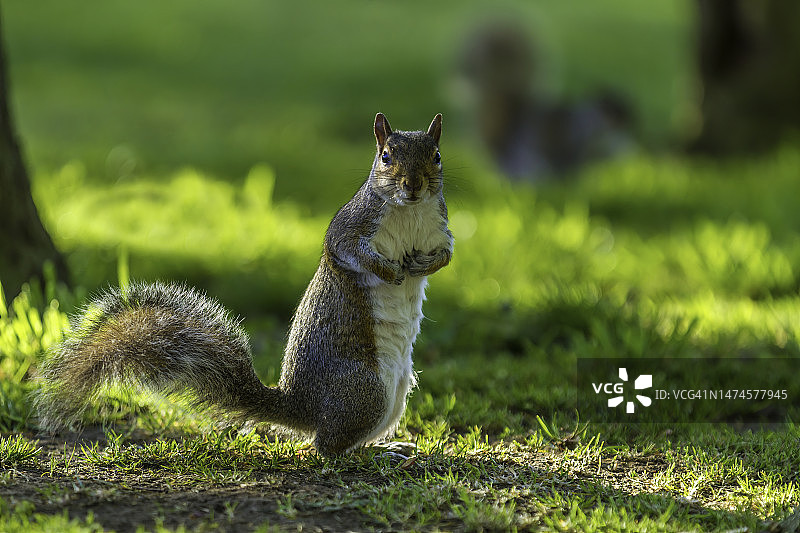 灰色的松鼠图片素材