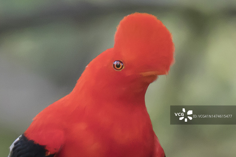 安第斯动冠伞鸟雄鸟特写图片素材