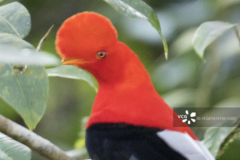 安第斯动冠伞鸟雄鸟特写图片素材