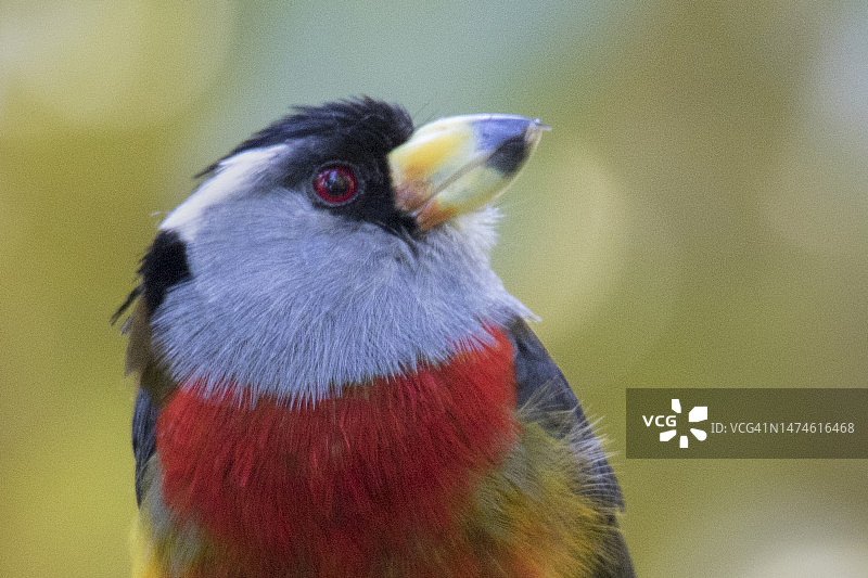 鵎鵣须鴷特写图片素材