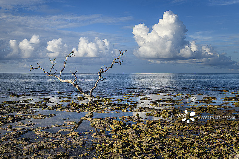 岩石海岸上的枯树图片素材