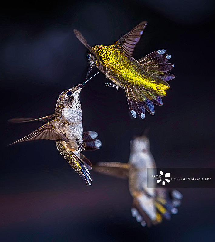 小鸟决斗图片素材