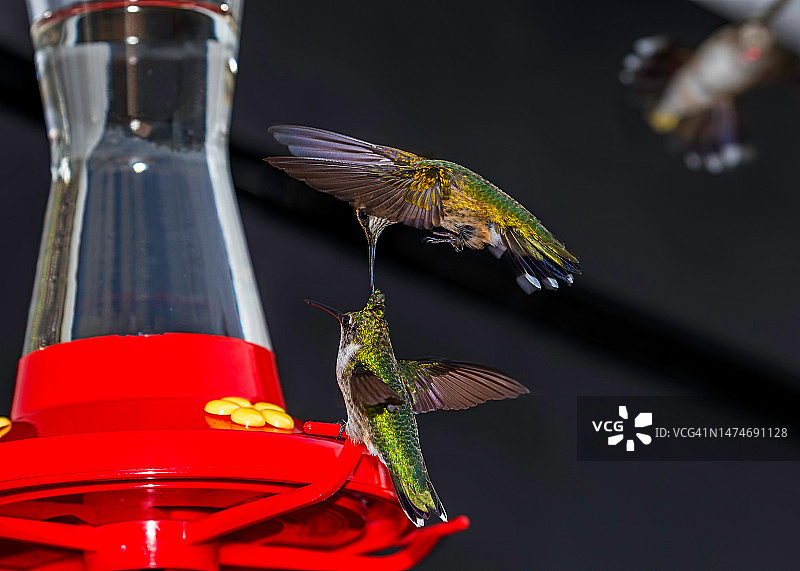 拔头上的羽毛图片素材