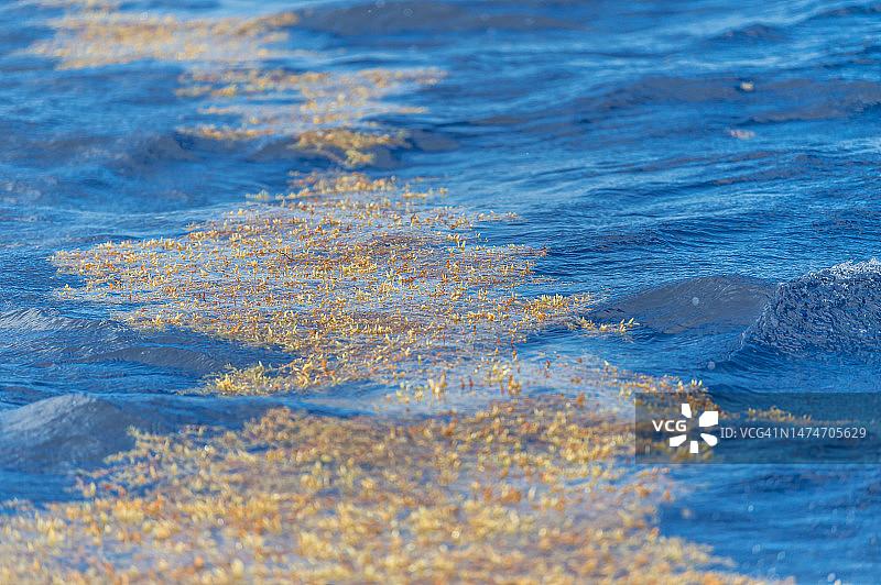 墨西哥海滩附近水面上的大量马尾藻海藻图片素材
