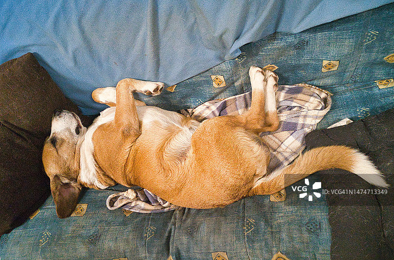 狗狗在沙发上放松图片素材