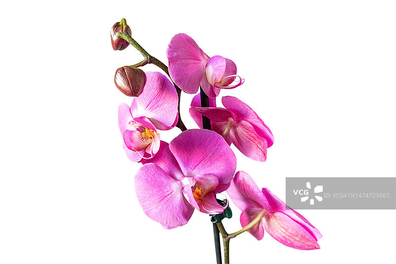 白色背景上孤立的紫色蝴蝶兰图片素材
