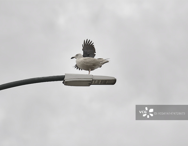 海鸥后面的乌鸦图片素材