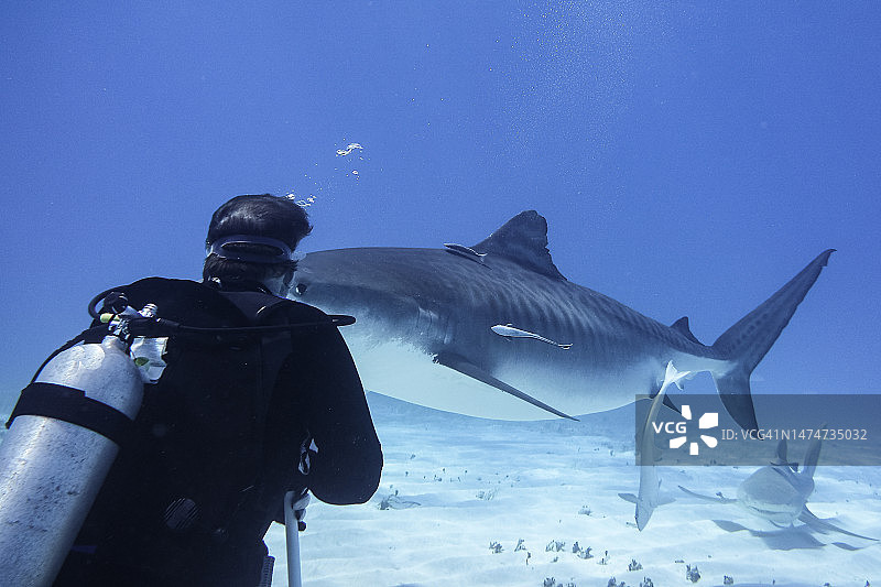 虎鲨与潜水员图片素材