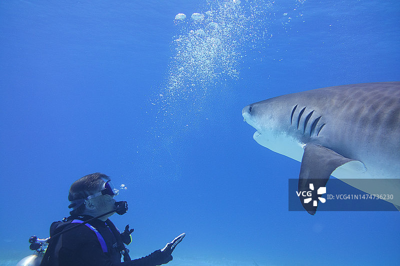 虎鲨与潜水员图片素材