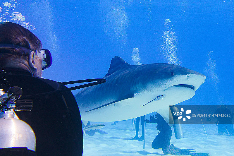 虎鲨与潜水员图片素材