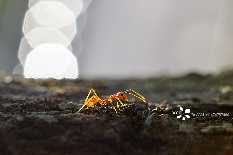 织叶蚁特写图片素材