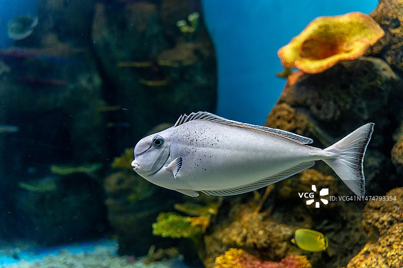 水族箱里游动的热带鱼图片素材