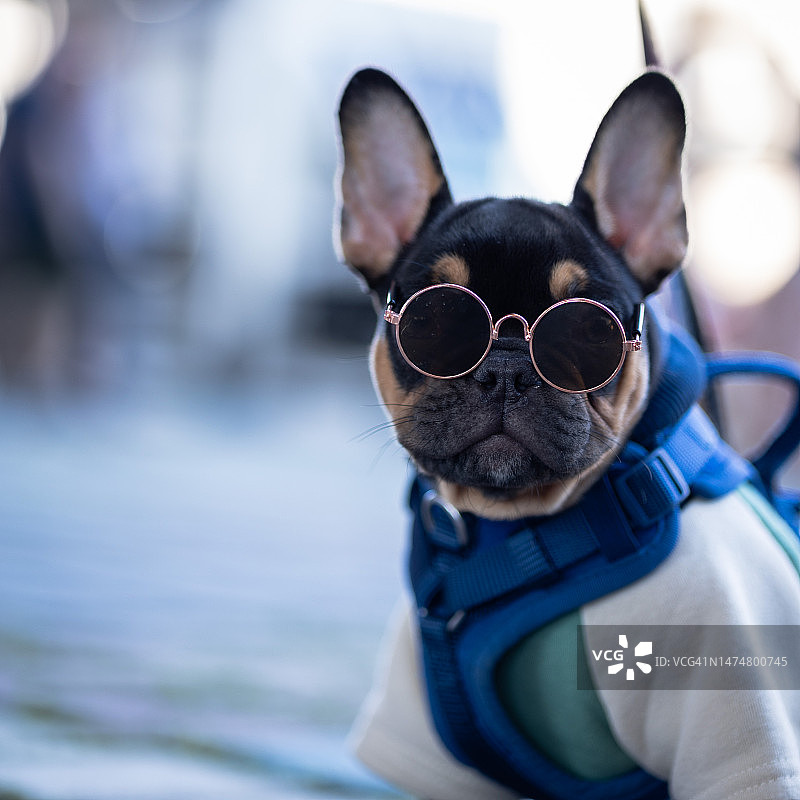 时尚狗狗图片素材