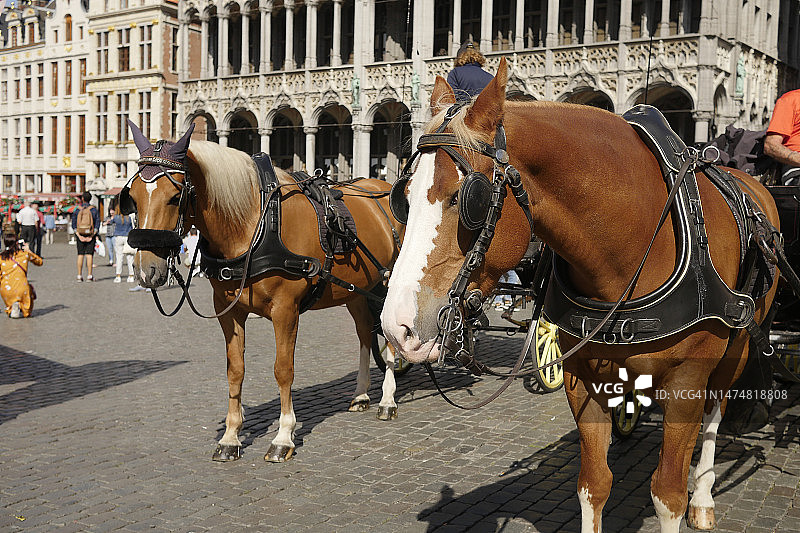 比利时布鲁塞尔“中央广场”上的两辆旅游马车图片素材
