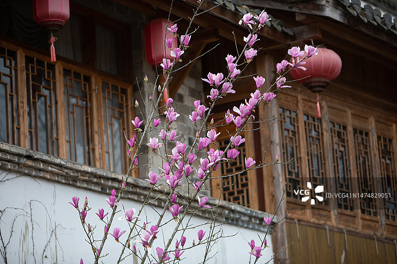 建筑前盛开的玉兰花图片素材